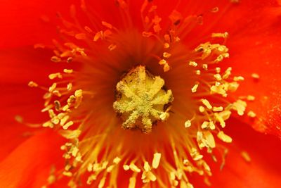 Close-up of orange poppy