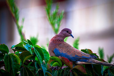 Bird perching on a plant