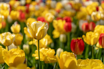 Close-up of yellow tulips