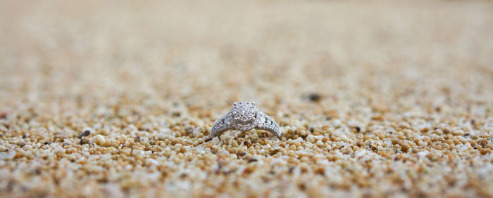 Close-up of shell on sand