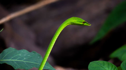 Close-up of green leaf