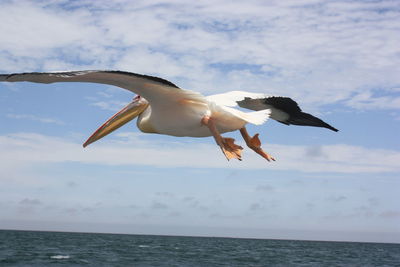 Close-up of bird flying over sea against sky