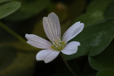 Close-up of white flowering plant