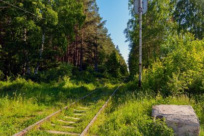 An abandoned old railway stretching into the distance in the forest