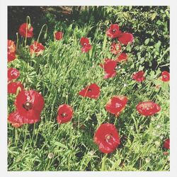 Close-up of red flowers blooming in field