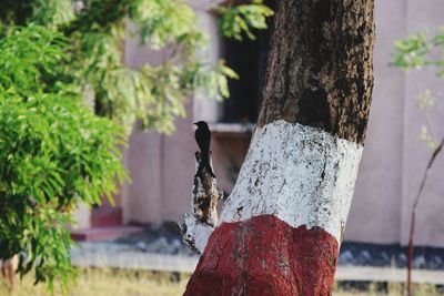 Close-up of cross on tree trunk