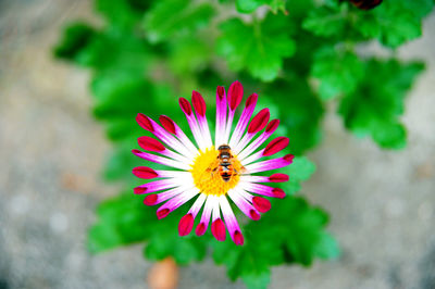 Close-up of honey bee on purple coneflower