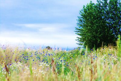 Plants growing on field