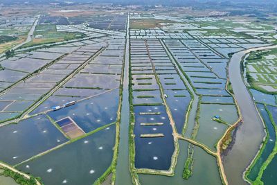 High angle view of agricultural field