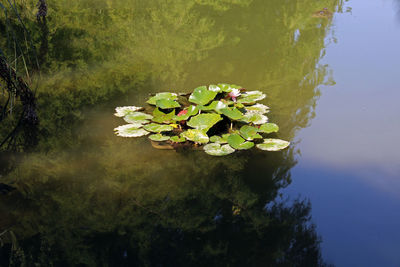 Close-up of plant by lake