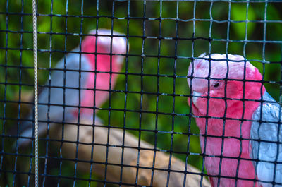 Close-up of multi colored object