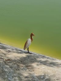 Migratory bird near a green lake