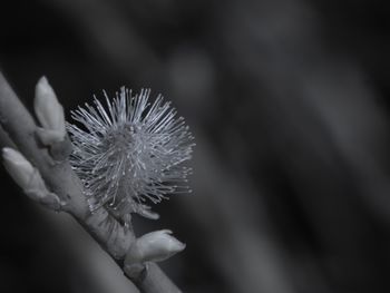 Close-up of dandelion on plant