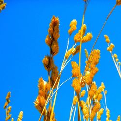 Low angle view of flowers against clear blue sky