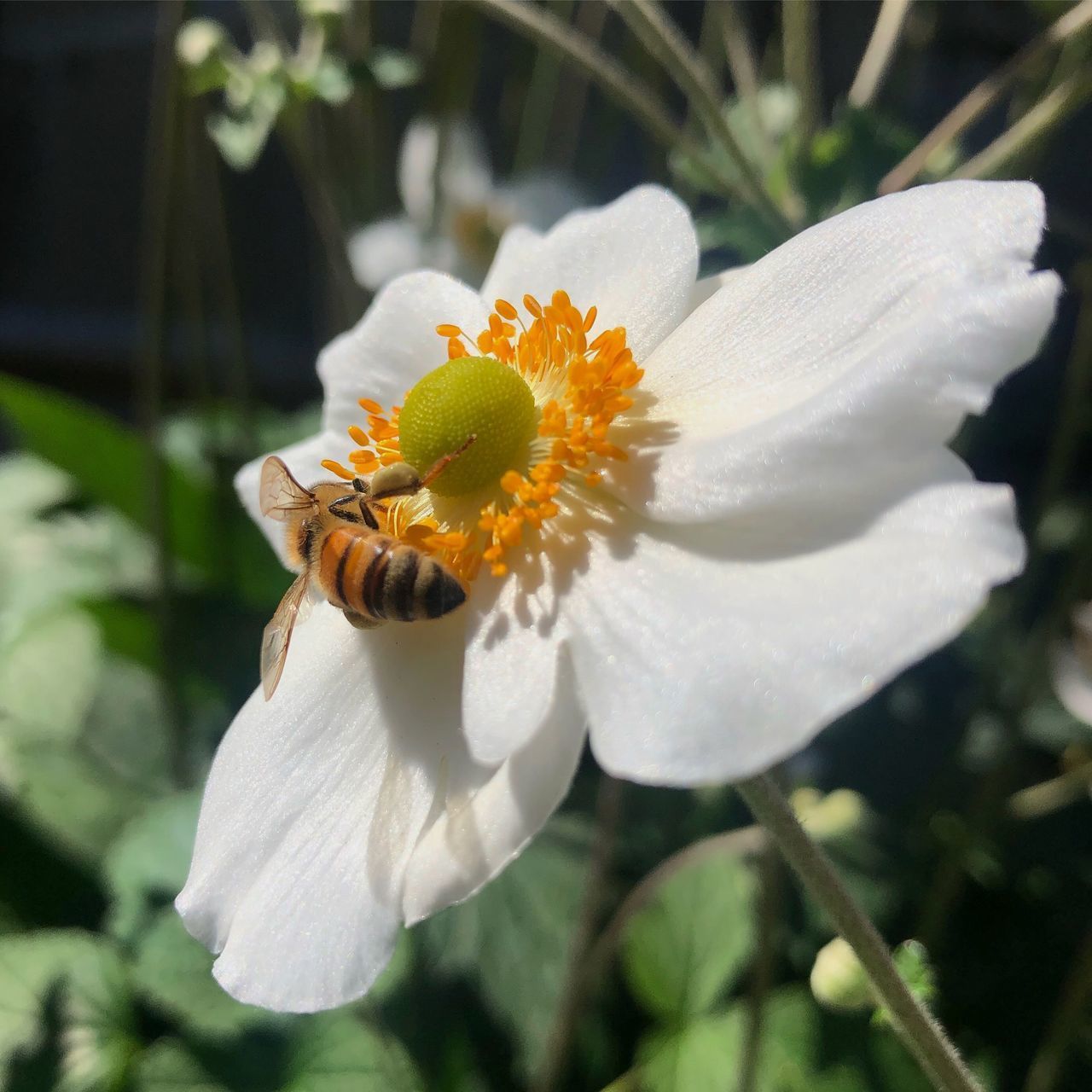 CLOSE-UP OF BEE POLLINATING ON WHITE FLOWER