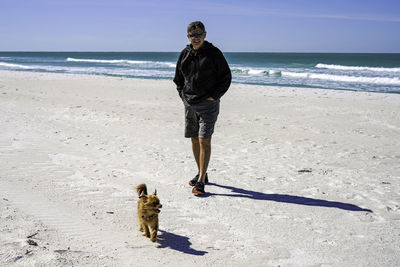 Full length of a dog on beach