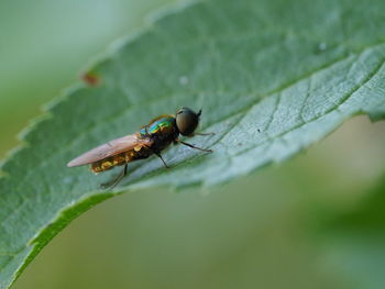 Close-up of insect on leaf