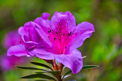 Close-up of pink flower