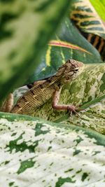 Close-up of lizard