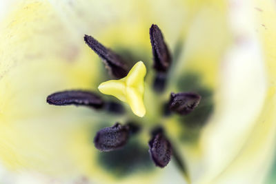 Close up of flower