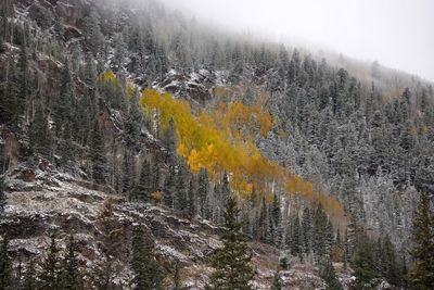 Pine trees in forest during winter