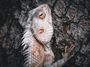 Close-up of owl