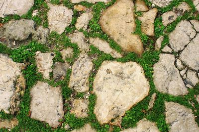 Full frame shot of fresh green leaves