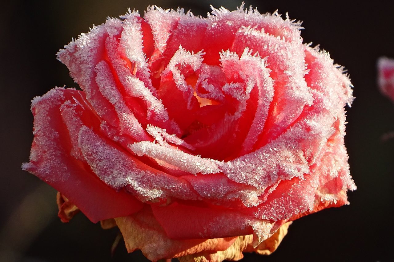 CLOSE-UP OF RED ROSE FLOWER IN BLACK BACKGROUND