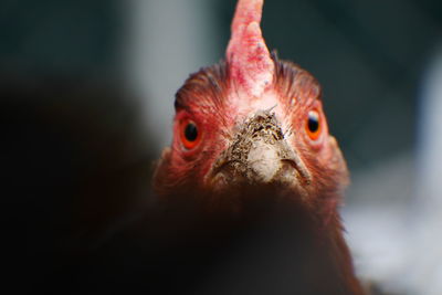 Close-up of a chicken