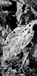 Close-up of wet plant leaves