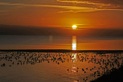 Silhouette of birds flying over sea