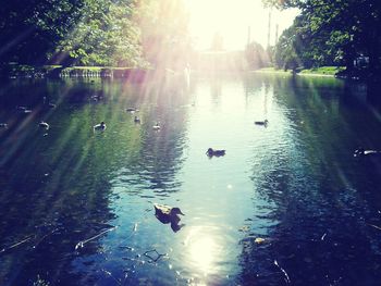 Bird flying over lake