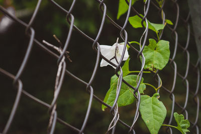 Close-up of chainlink fence