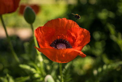 Close-up of red poppy flower with bumblebee