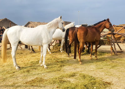 Horses standing in ranch against sky