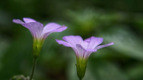 Close-up of pink flowers