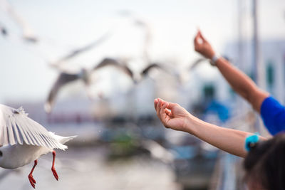 Close-up of hand feeding birds