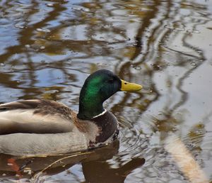 Duck swimming in lake