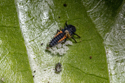 High angle view of insect on leaf