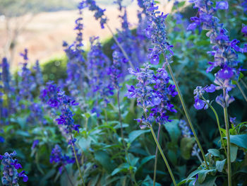 Close-up of purple flowering plants