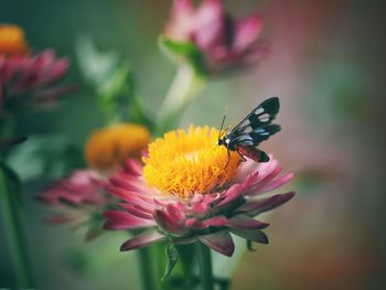 Close-up of butterfly pollinating on pink flower