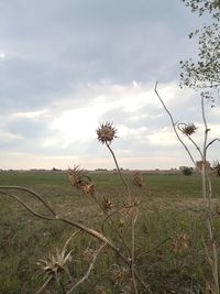 Scenic view of grassy field against sky