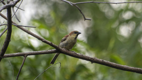 Low angle view of bird perching on branch