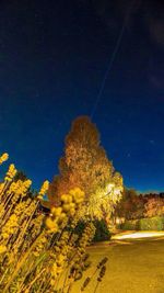Low angle view of trees against blue sky