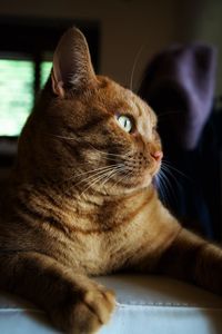 Close-up of a cat looking away