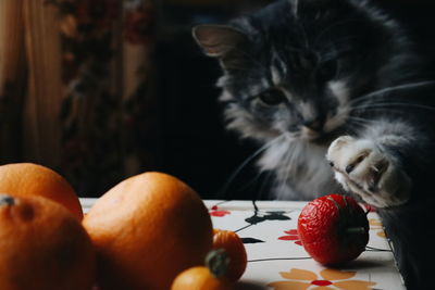 Close-up of cat on table at home