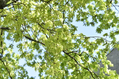 Low angle view of leaves against sky on sunny day