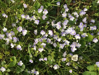 flowering plant