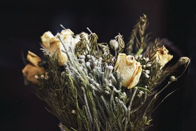 Close-up of wilted roses against black background