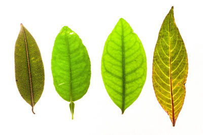 Close-up of green leaves against white background